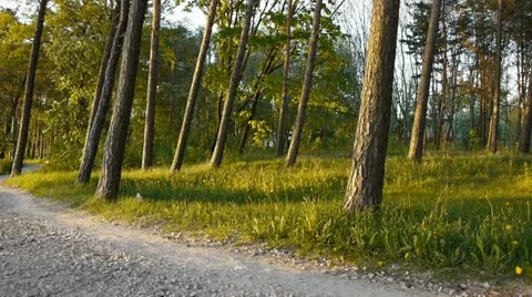 Pine trees, the path 動画素材 11128383