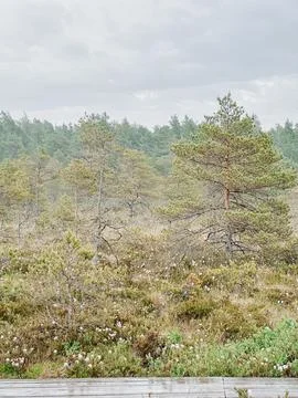 Pine Trees in Peat Bog Wetland Under Dramatic Overcast Sky Foto stock