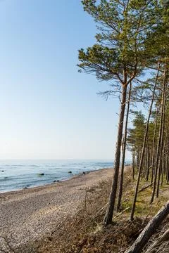 Pine trees on a pebble beach by the Baltic Sea under a clear blue sky Stock Photos
