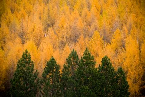 Pine trees Stock Photos