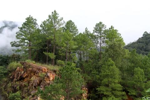 Pine trees Stock Photos
