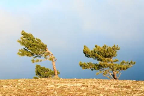 Pine trees Stock Photos