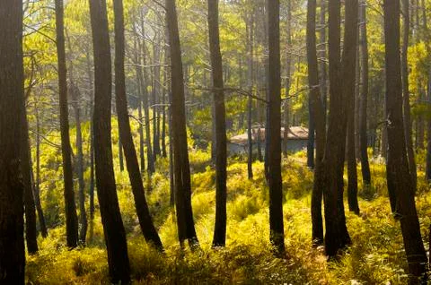 Pine trees Foto stock