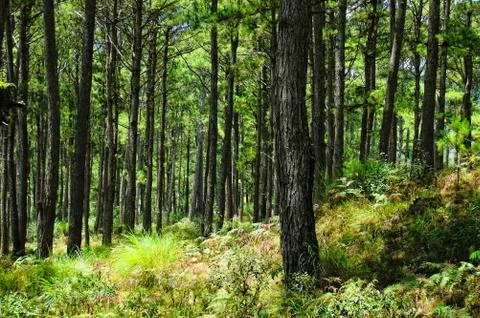 Pine trees Stock Photos