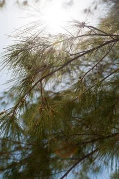 Pine trees Stock Photos