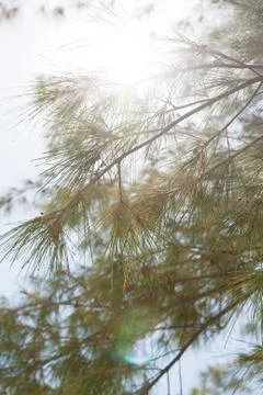Pine trees Stock Photos
