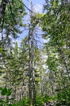 Pine Trees Stock Photos