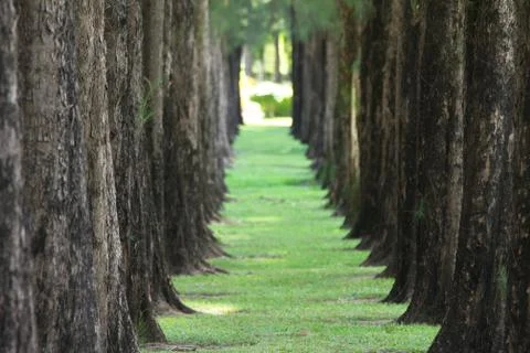 Pine trees Stock Photos