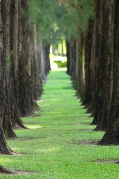 Pine trees Stock Photos