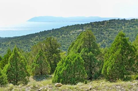 Pine trees Stock Photos