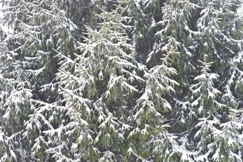 Pine trees Stock Photos