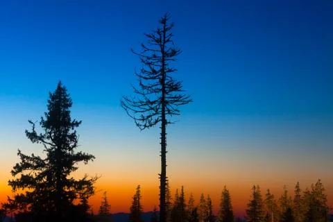 Pine trees Foto stock