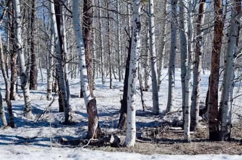 Pine Trees Stock Photos