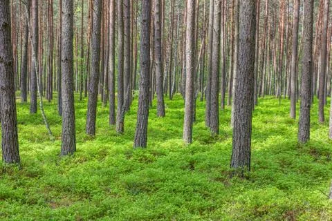 Pine trees Stock Photos
