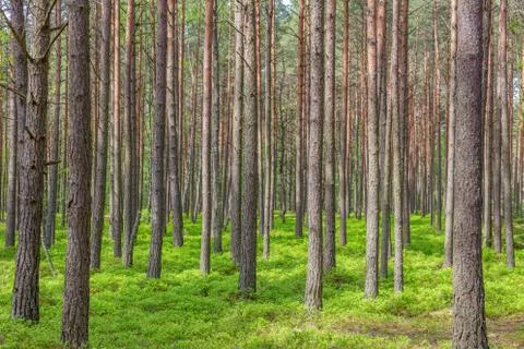 Pine trees Stock Photos