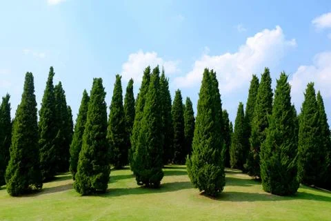 Pine trees Stock Photos