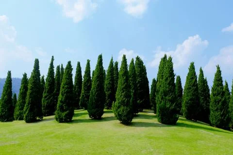 Pine trees Stock Photos