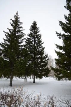 Pine trees Stock Photos