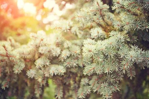 The pine trees Stock Photos