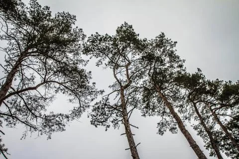 Pine trees Stock Photos