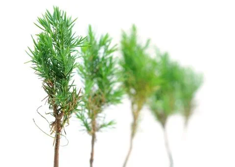 Pine trees Stock Photos