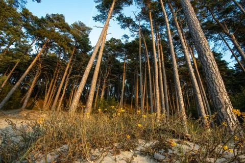 Pine trees Foto stock