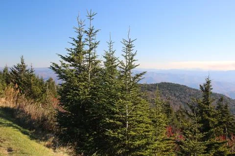 Pine Trees Stock Photos