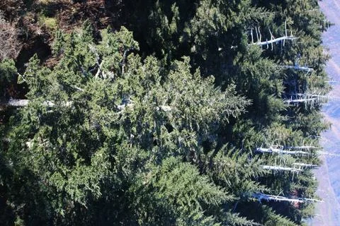 Pine Trees Stock Photos