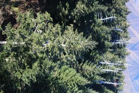 Pine Trees 写真素材