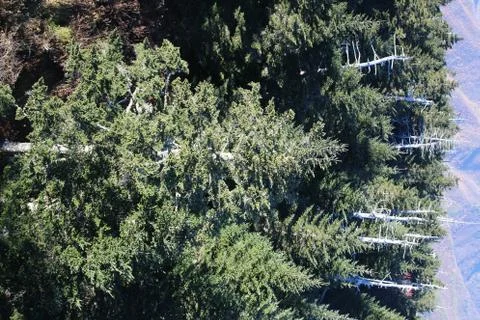 Pine Trees Stock Photos