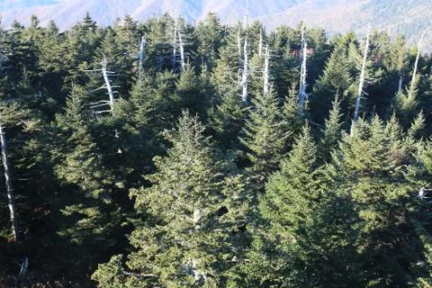 Pine Trees Stock Photos