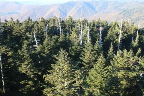 Pine Trees Stock Photos