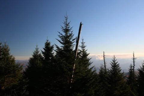 Pine Trees Stock Photos