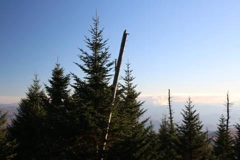 Pine Trees Stock Photos