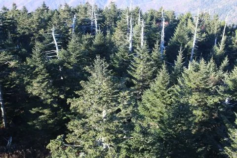 Pine Trees Stock Photos