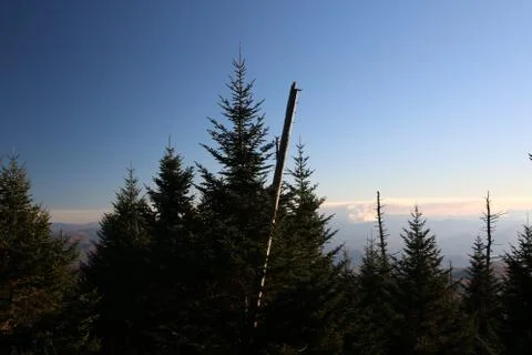 Pine Trees Stock Photos