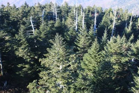 Pine Trees Stock Photos