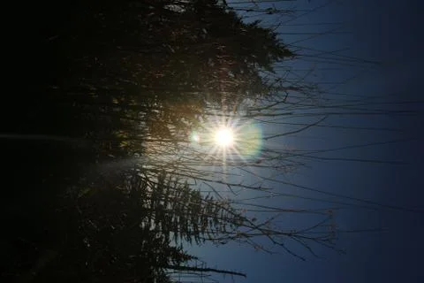 Pine Trees Stock Photos