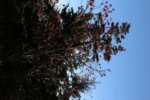 Pine Trees Stock Photos