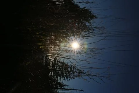 Pine Trees Stock Photos