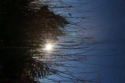 Pine Trees Stock Photos