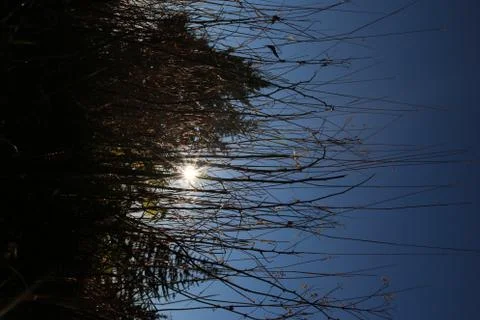 Pine Trees Stock Photos