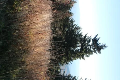 Pine Trees Stock Photos