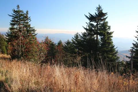 Pine Trees Foto stock