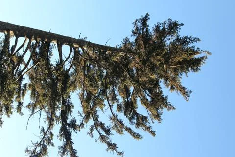 Pine Trees Stock Photos