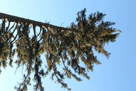 Pine Trees Stock Photos