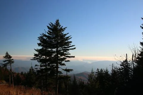 Pine Trees Stock Photos