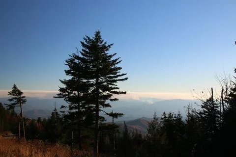 Pine Trees Foto stock