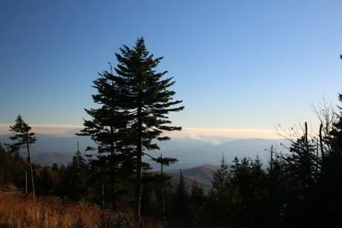 Pine Trees Stock Photos