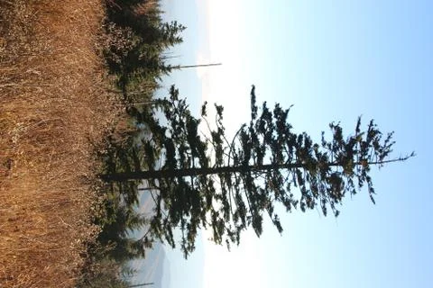 Pine Trees Foto stock